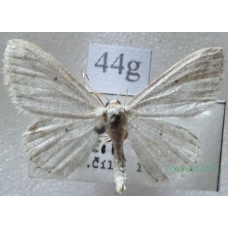 Idaea subsericeata (Haworth, 1809) Slovakia44g